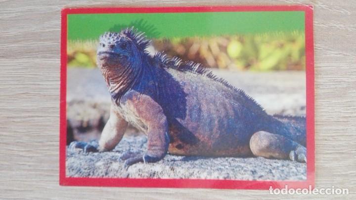 Sammeln alte Sammelbilder: CROMO N&ordm; 174 SIN PEGAR-DINOSAURIOS &iexcl;COMO YO|-PANINI-A&Ntilde;O 2015