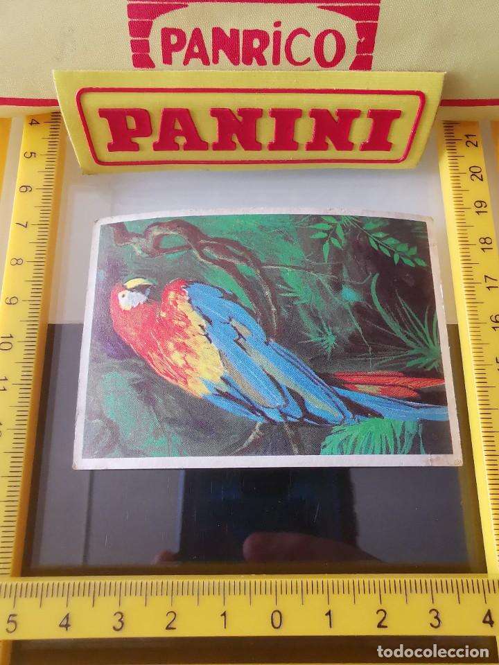 Coleccionismo cromos antiguos: CROMO SIN PEGAR CHICLE DUNKIN LAS AVES 1 - Foto 1