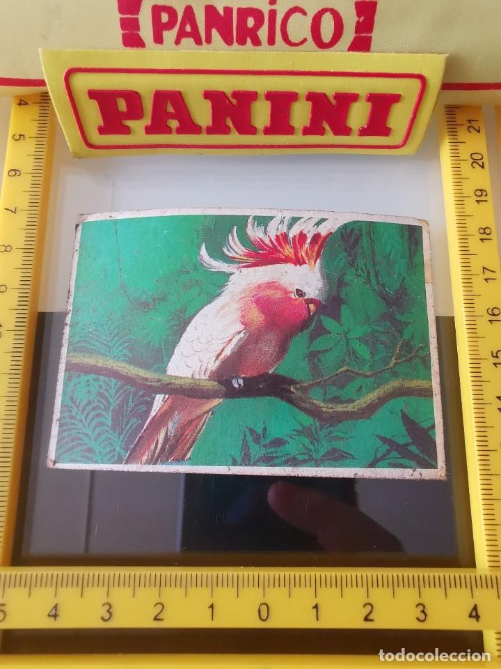 Coleccionismo cromos antiguos: CROMO SIN PEGAR CHICLE DUNKIN LAS AVES 5 - Foto 1