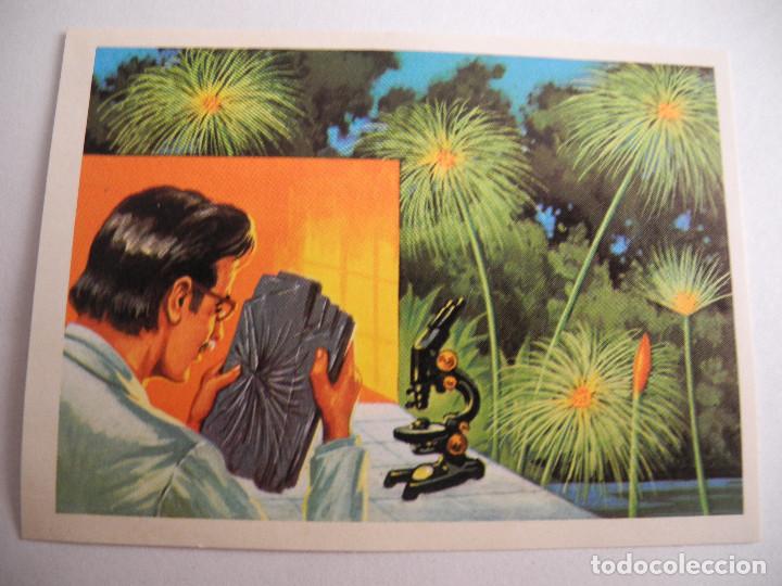 Coleccionismo Cromos antiguos: El m&aacute;s y el menos 24 Supervivientes de la prehistoria. No pegado.