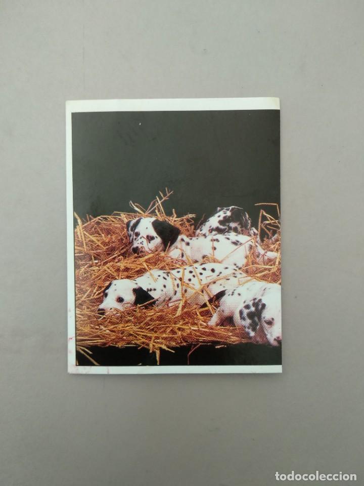 Coleccionismo cromos antiguos: CROMO DE 101 DALMATAS N&ordm; D - Foto 1