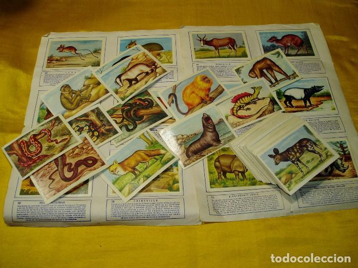 Coleccionismo cromos antiguos: Cromos de Animales - Foto 1