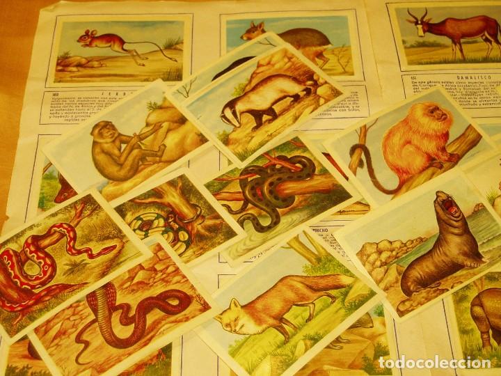 Coleccionismo cromos antiguos: Cromos de Animales - Foto 2