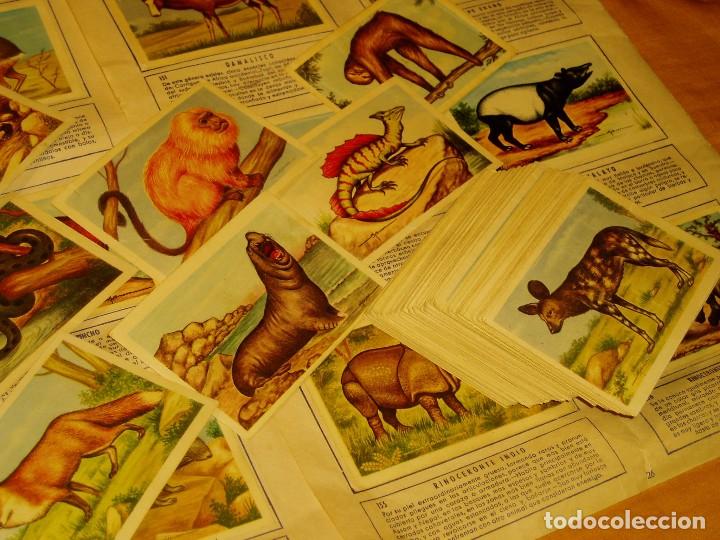 Coleccionismo cromos antiguos: Cromos de Animales - Foto 3