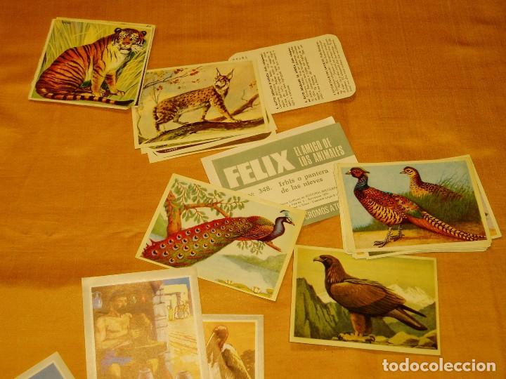 Coleccionismo cromos antiguos: Cromos de Animales - Foto 4
