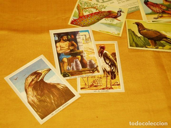 Coleccionismo cromos antiguos: Cromos de Animales - Foto 5