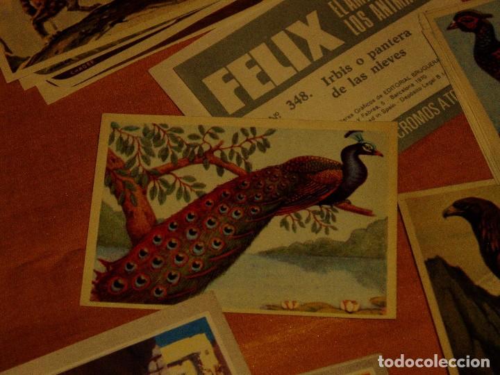 Coleccionismo cromos antiguos: Cromos de Animales - Foto 6
