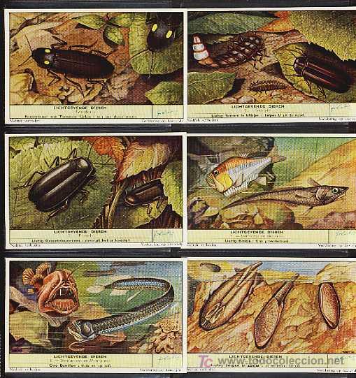 Coleccionismo cromos antiguos: Serie completa de 6 cromos LIEBIG: Lichtgevende dieren (fauna). Texto neerlandes