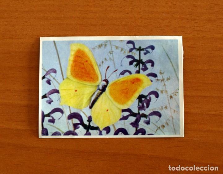 Coleccionismo Cromos antiguos: F&eacute;lix el amigo de los animales - Cromo n&ordm; 353, Mariposa Cleopatra - Editorial Bruguera 1970