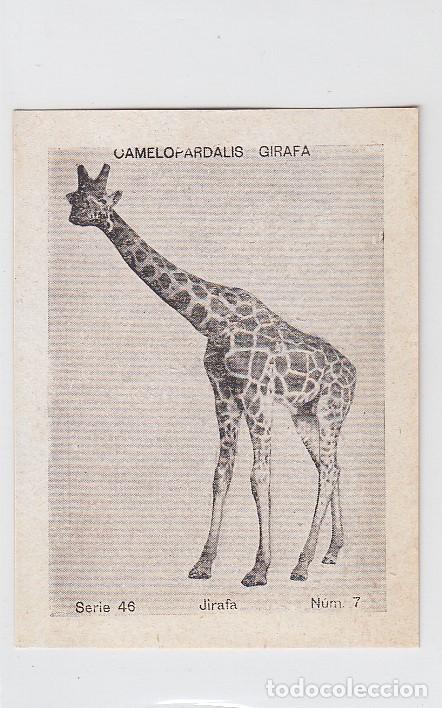 Coleccionismo Cromos antiguos: Animales exóticos. Jirafa. Cromo del Cupón peninsular. Serie 46 - Nº 7 - Foto 1 - 220498701