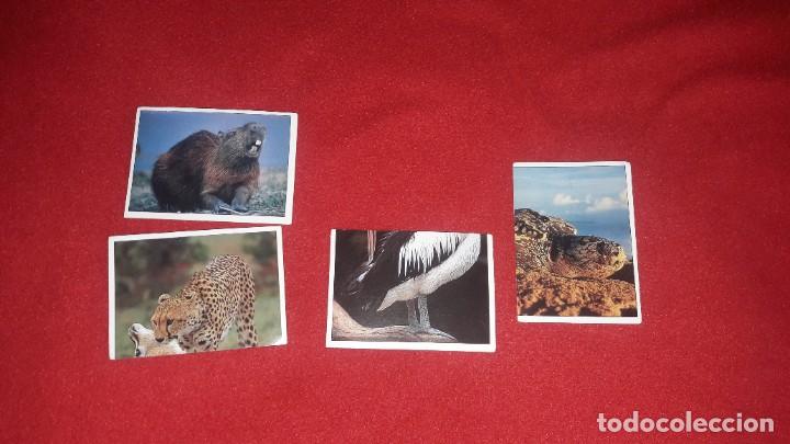 Coleccionismo cromos antiguos: 4 CROMOS PANINI ANIMALES SALVAJES. - Foto 1