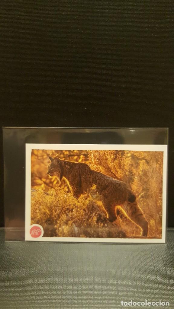 Coleccionismo cromos antiguos: PANINI ANIMALES 2020 - N&ordm; 38 - Foto 1