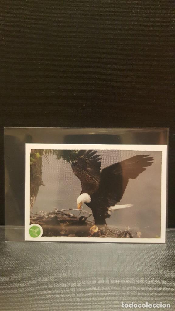 Coleccionismo cromos antiguos: PANINI ANIMALES 2020 - N&ordm; 44 - Foto 1