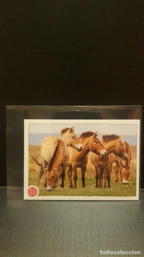 Coleccionismo cromos antiguos: PANINI ANIMALES 2020 - N&ordm; 47 - Foto 1