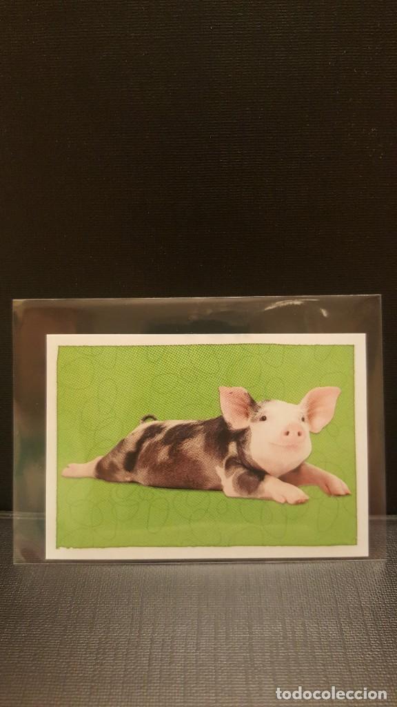 Coleccionismo cromos antiguos: PANINI ANIMALES 2020 - N&ordm; 65 - Foto 1