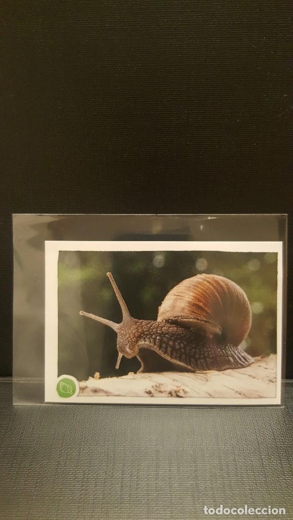 Coleccionismo cromos antiguos: PANINI ANIMALES 2020 - N&ordm; 76 - Foto 1