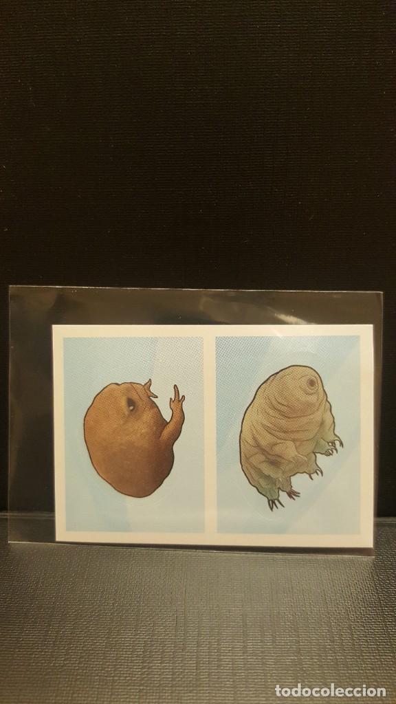 Coleccionismo cromos antiguos: PANINI ANIMALES 2020 - N&ordm; 86 - Foto 1