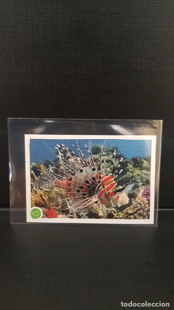Coleccionismo cromos antiguos: PANINI ANIMALES 2020 - N&ordm; 89 - Foto 1