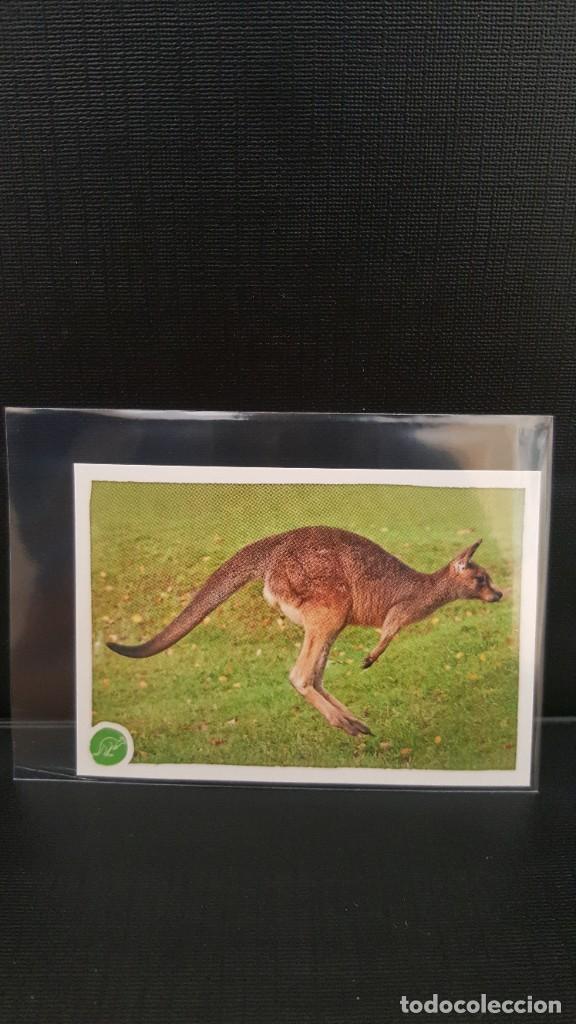 Coleccionismo cromos antiguos: PANINI ANIMALES 2020 - N&ordm; 100 - Foto 1