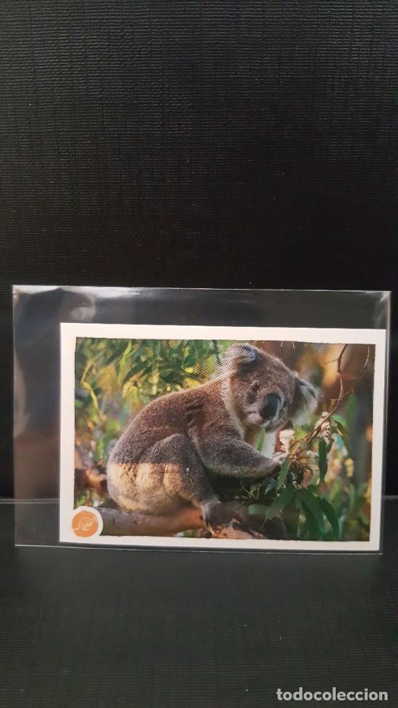 Coleccionismo cromos antiguos: PANINI ANIMALES 2020 - N&ordm; 101 - Foto 1