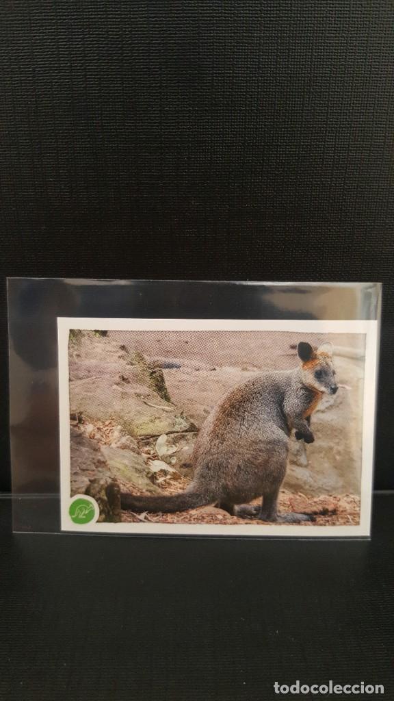Coleccionismo cromos antiguos: PANINI ANIMALES 2020 - N&ordm; 103 - Foto 1
