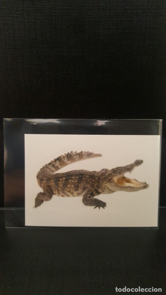 Coleccionismo cromos antiguos: PANINI ANIMALES 2020 - N&ordm; 114 - Foto 1