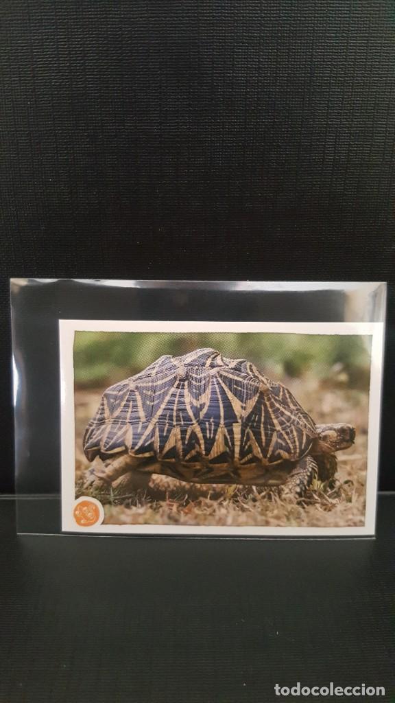 Coleccionismo cromos antiguos: PANINI ANIMALES 2020 - N&ordm; 116 - Foto 1