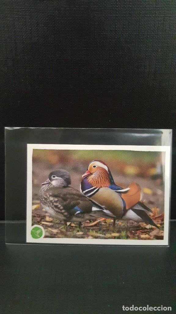 Coleccionismo cromos antiguos: PANINI ANIMALES 2020 - N&ordm; 121 - Foto 1
