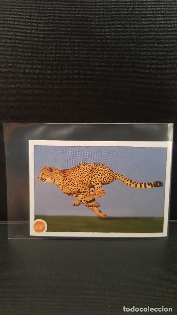 Coleccionismo cromos antiguos: PANINI ANIMALES 2020 - N&ordm; 132 - Foto 1