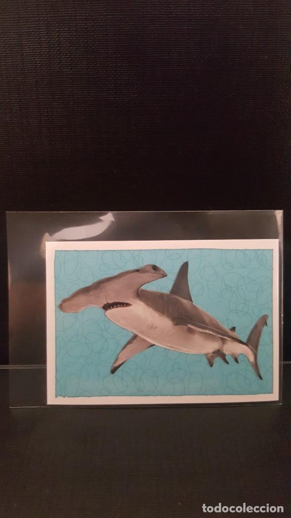 Coleccionismo cromos antiguos: PANINI ANIMALES 2020 - N&ordm; 144 - Foto 1