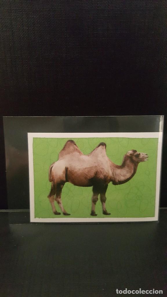 Coleccionismo cromos antiguos: PANINI ANIMALES 2020 - N&ordm; 146 - Foto 1