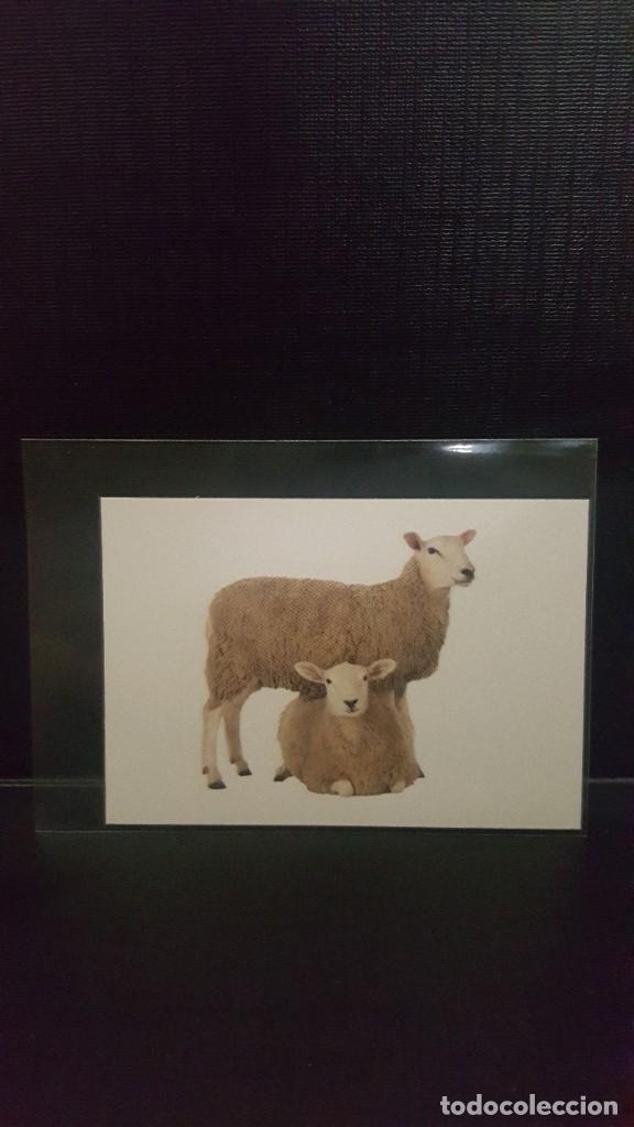 Coleccionismo cromos antiguos: PANINI ANIMALES 2020 - N&ordm; 156 - Foto 1