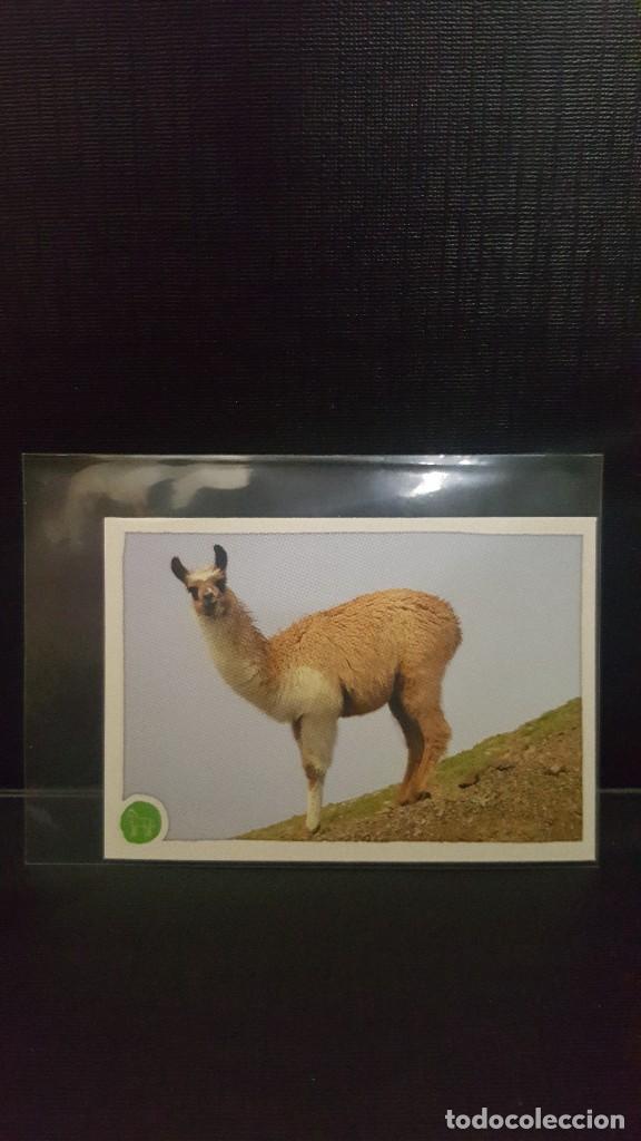 Coleccionismo cromos antiguos: PANINI ANIMALES 2020 - N&ordm; 157 - Foto 1