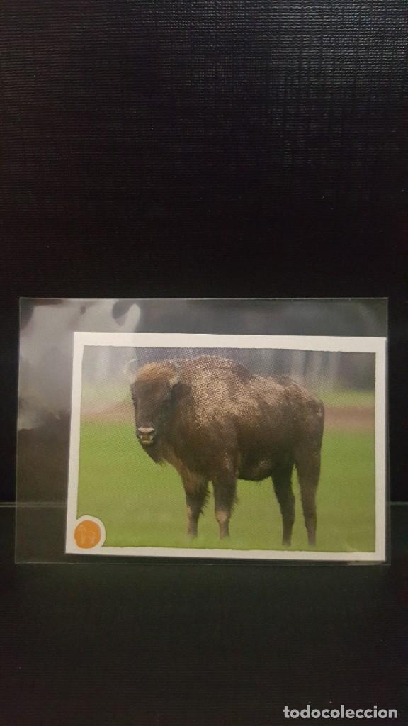 Coleccionismo cromos antiguos: PANINI ANIMALES 2020 - N&ordm; 158 - Foto 1