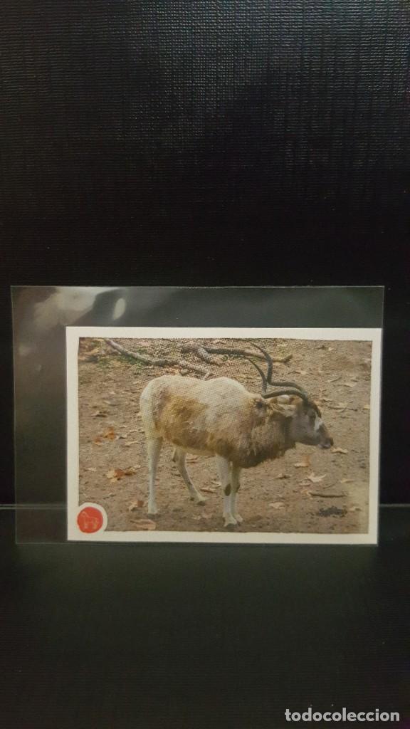 Coleccionismo cromos antiguos: PANINI ANIMALES 2020 - N&ordm; 159 - Foto 1