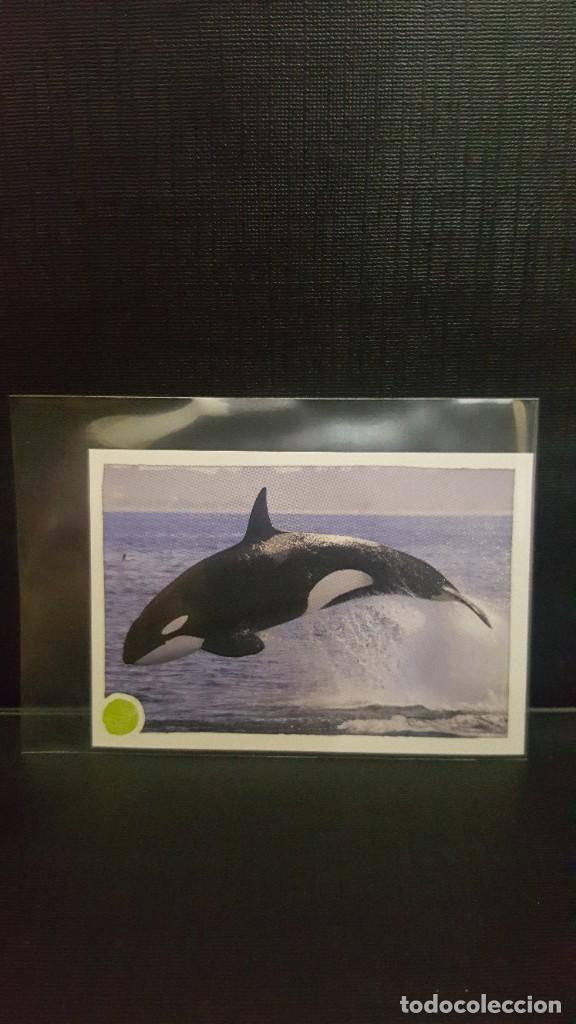 Coleccionismo cromos antiguos: PANINI ANIMALES 2020 - N&ordm; 168 - Foto 1