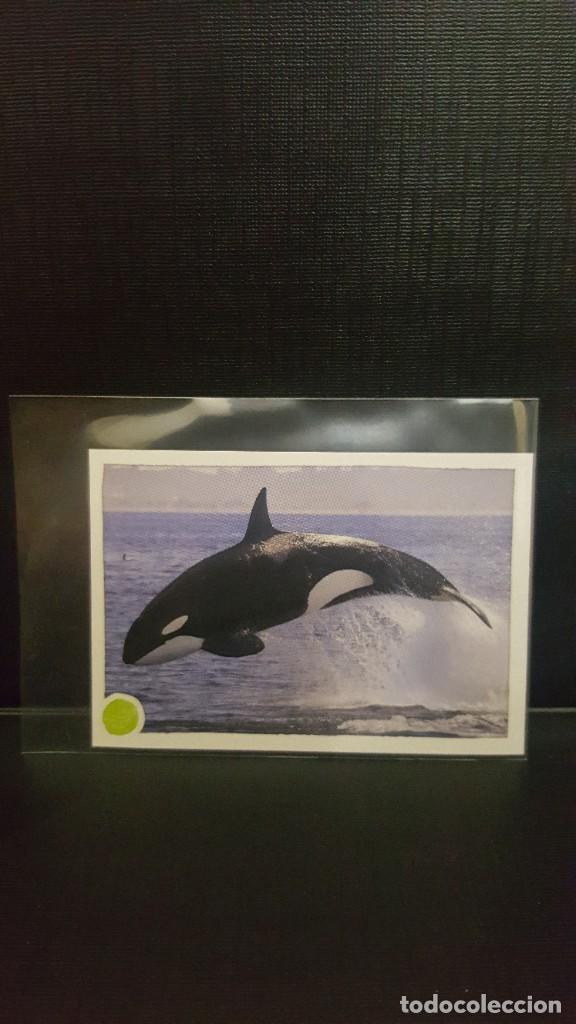 Coleccionismo cromos antiguos: PANINI ANIMALES 2020 - N&ordm; 168 - Foto 1