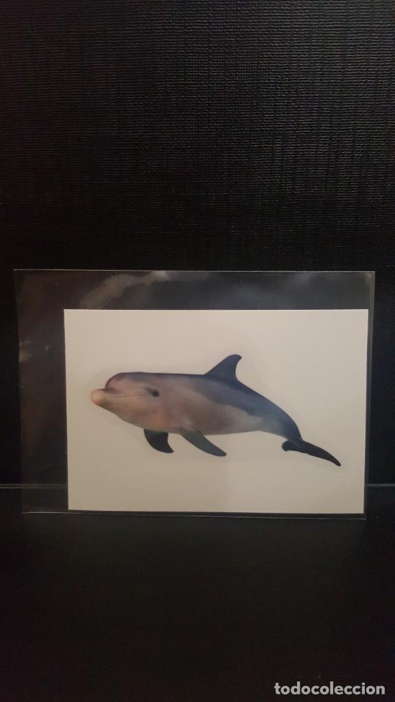 Coleccionismo cromos antiguos: PANINI ANIMALES 2020 - N&ordm; 170 - Foto 1