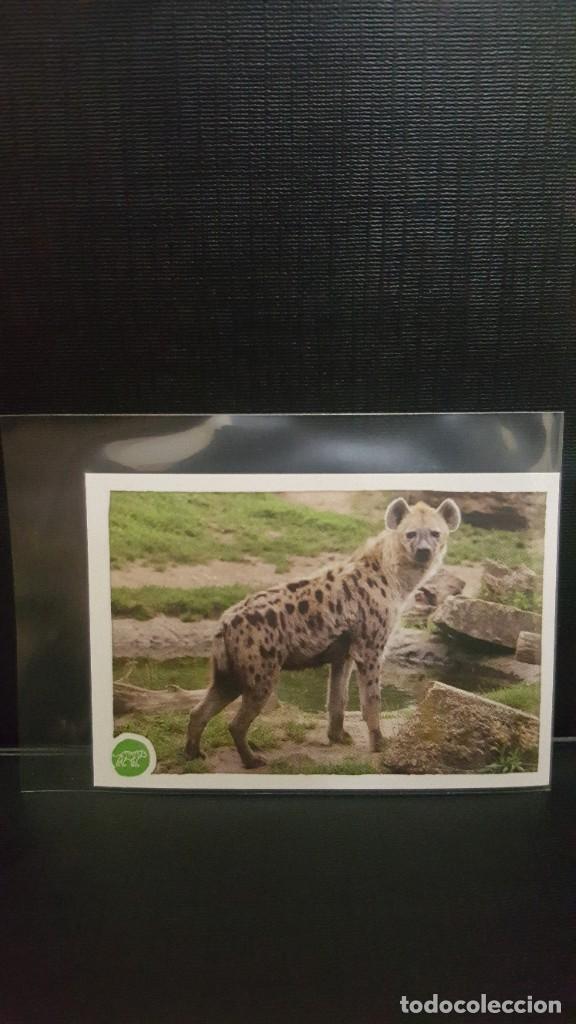 Coleccionismo cromos antiguos: PANINI ANIMALES 2020 - N&ordm; 174 - Foto 1