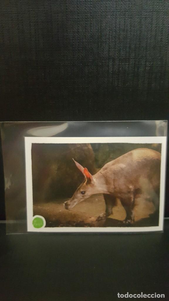 Coleccionismo cromos antiguos: PANINI ANIMALES 2020 - N&ordm; 189 - Foto 1