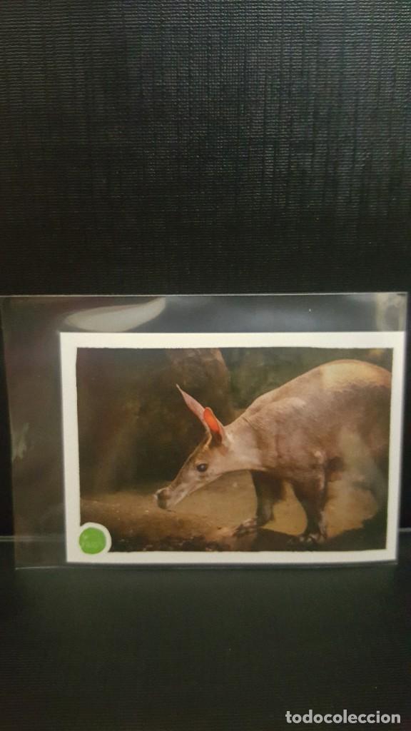 Coleccionismo cromos antiguos: PANINI ANIMALES 2020 - N&ordm; 189 - Foto 1