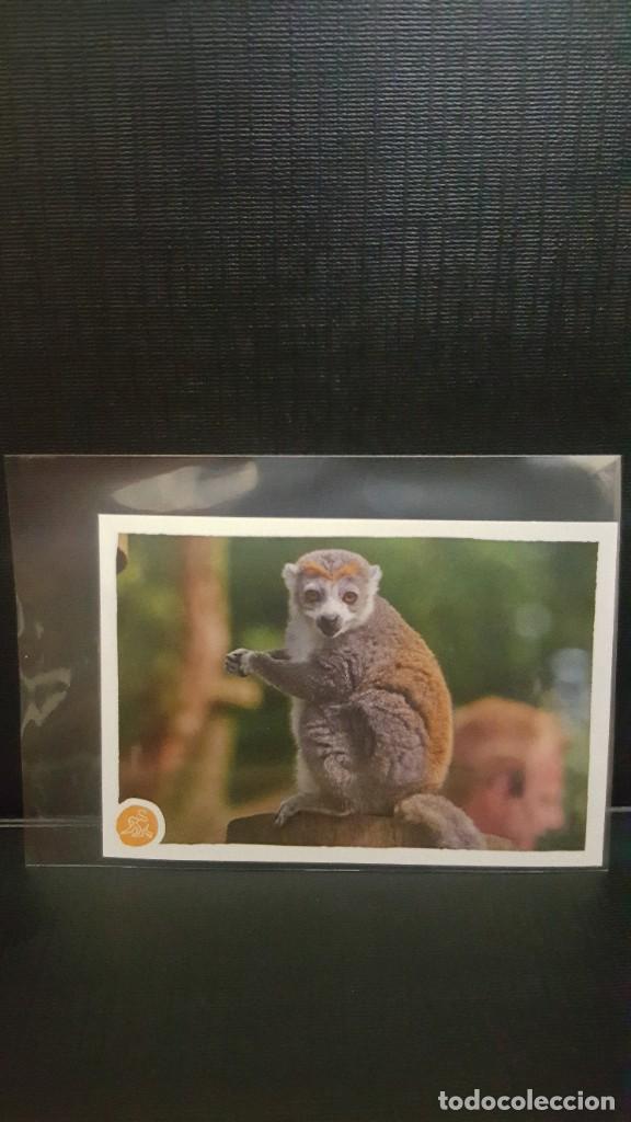 Coleccionismo cromos antiguos: PANINI ANIMALES 2020 - N&ordm; 195 - Foto 1