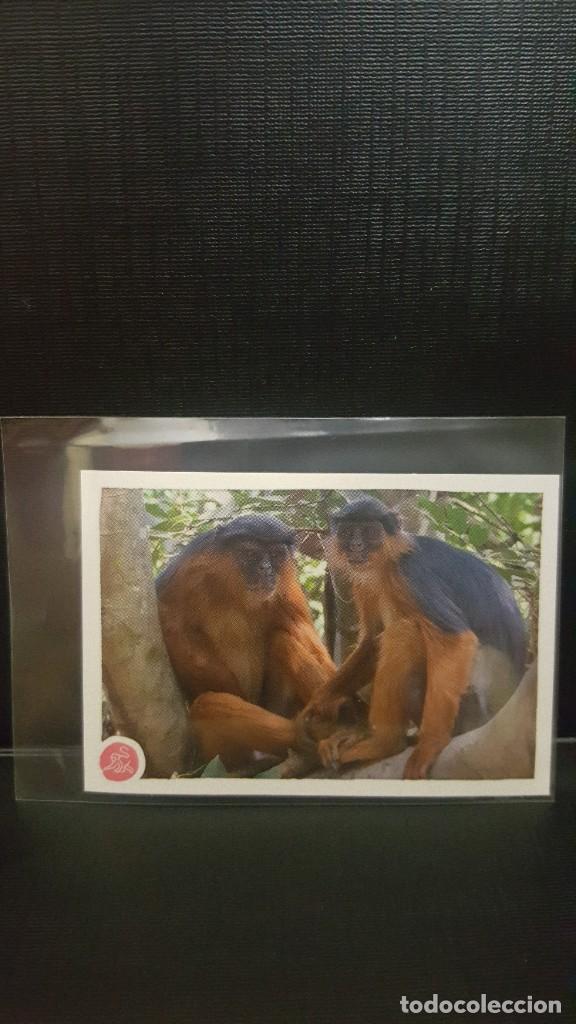 Coleccionismo cromos antiguos: PANINI ANIMALES 2020 - N&ordm; 203 - Foto 1