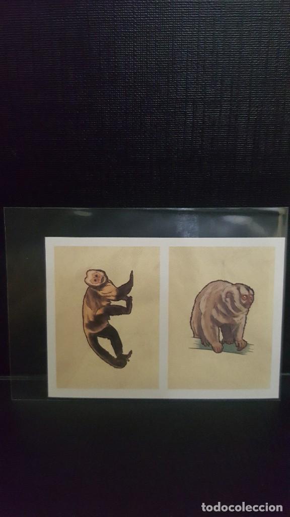 Coleccionismo cromos antiguos: PANINI ANIMALES 2020 - N&ordm; 209 - Foto 1