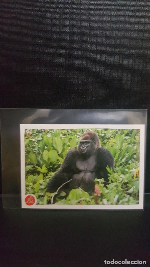 Coleccionismo cromos antiguos: PANINI ANIMALES 2020 - N&ordm; 211 - Foto 1