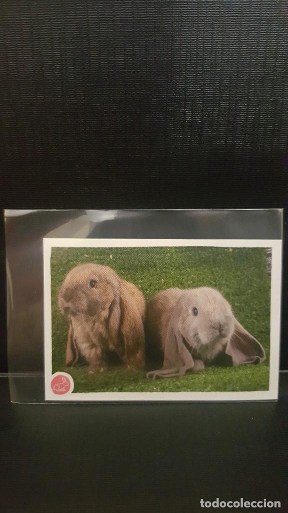 Coleccionismo cromos antiguos: PANINI ANIMALES 2020 - N&ordm; 229 - Foto 1