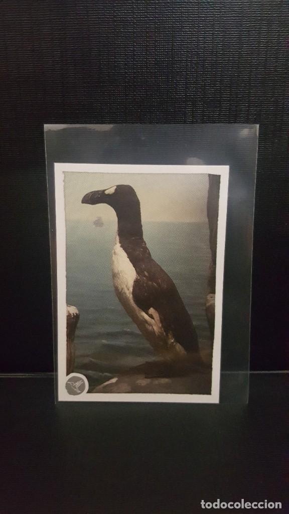 Coleccionismo cromos antiguos: PANINI ANIMALES 2020 - N&ordm; 237 - Foto 1