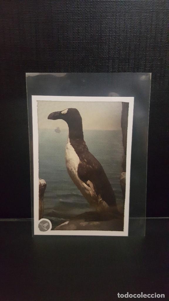Coleccionismo cromos antiguos: PANINI ANIMALES 2020 - N&ordm; 237 - Foto 1