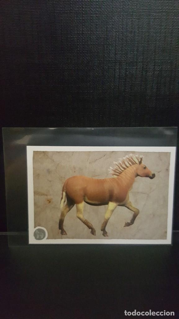 Coleccionismo cromos antiguos: PANINI ANIMALES 2020 - N&ordm; 239 - Foto 1