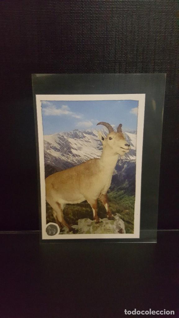 Coleccionismo cromos antiguos: PANINI ANIMALES 2020 - N&ordm; 243 - Foto 1
